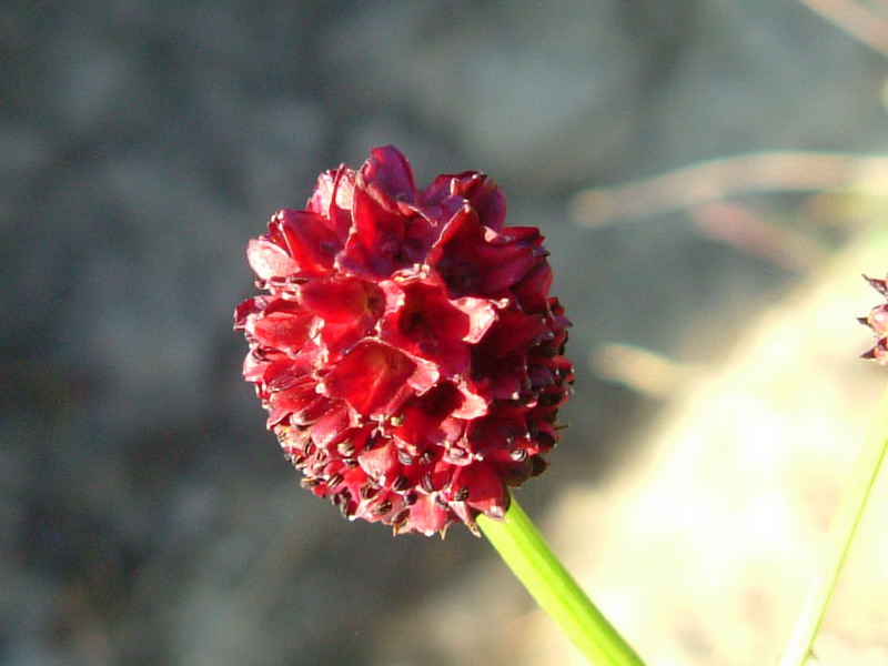 Sanguisorba officinalis / Sanguisorba, salvastrella maggiore